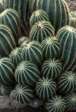 Close-up of cactus