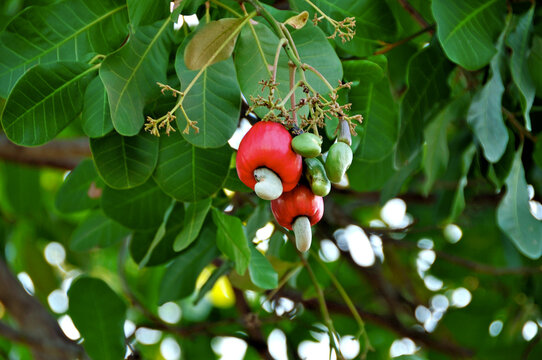 Caju fruta.