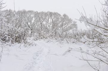 Hiking trail in the forest in winter with lots of snow, footprints in the snow of people. Snow-covered trees, winter landscape