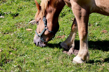 horse eating grass