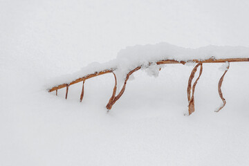 Tree bush branch covered with a thick layer of snow close-up. Tree branches in winter. Winter background.