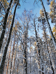 Bottom view of tall, snow-covered trees, ship pines on a clear, frosty winter day