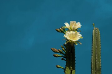 flores de cactus desabrochando