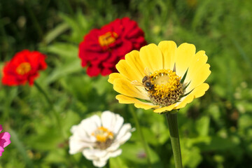 Bee on yellow Zinnia flower