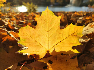 Naklejka na ściany i meble Autumn maple fallen leaf sunlighted