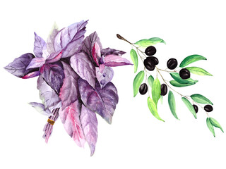 Olive branch and fresh basil on a white background. Watercolor drawing of spices for design on the theme of food and the benefits of vitamins.