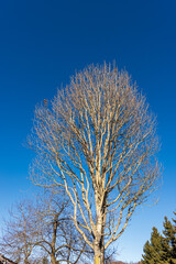 Obraz na płótnie Canvas Large beech tree without leaves against a clear blue sky in winter, Lessinia Plateau, Veneto, Verona province, Italy, Europe.