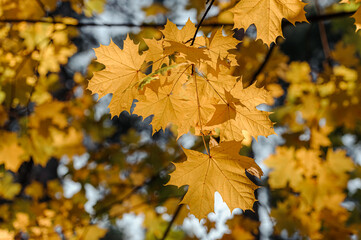 Autumn leaves of maple tree on blurred nature background. Shallow focus. Fall bokeh.
