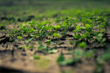 plantas verdes brotando no solo
