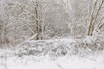 Heavily snowy mixed forest in winter with a lot of snow, branches of the trees covered with snow. Winter landscape.