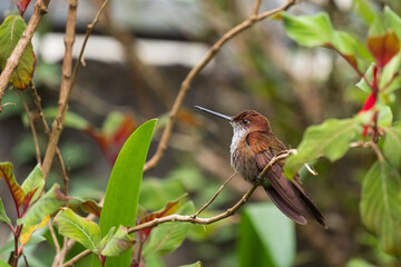 COLIEGENA COLIEGENA © Giancarlo