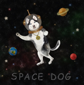 A dog husky astronaut in a spacesuit floats in outer space among the stars and planets.