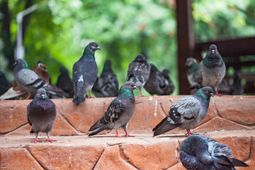 Pigeons at a public square