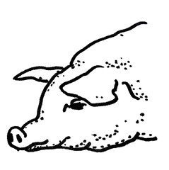 pig head black and white drawing