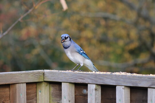 Canadian Blue Jay