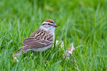 Chipping Sparrow, Spizella passerina, hunting in the grass