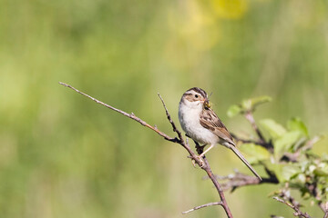 Clay-colored Sparrow, Spizella pallida, holding prey item