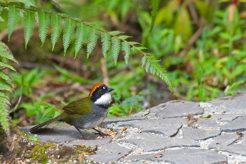 Chestnut-capped Brush Finch, Arremon brunneinucha, relaxing on ground