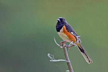 Male Eastern Towhee, Pipilo erythrophthalmus, perched on branch