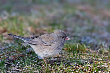 Female Dark-eyed Junco, Junco hyemalis, on the ground