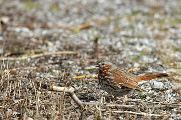 Fox Sparrow, Passerella iliaca, foraging on the ground