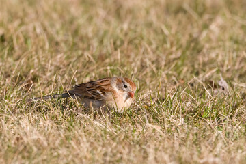 Naklejka na ściany i meble Field Sparrow, Spizella pusilla, on the ground