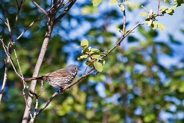Fox Sparrow, Passerella iliaca, perched in a tree