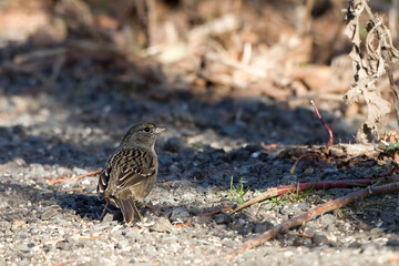 Golden-crowned Sparrow, Zonotrichia atricapilla, on the ground