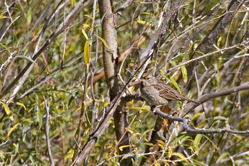 Golden-crowned Sparrow, Zonotrichia atricapilla, perched in a tree
