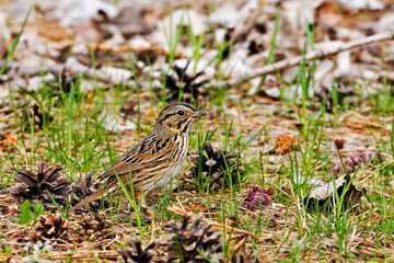 Lincoln's Sparrow, Melospiza lincolnii, relaxing on the ground