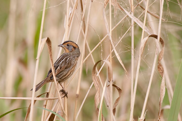 Nelson's Sparrow, Ammodramus nelsoni, perched in wetlands