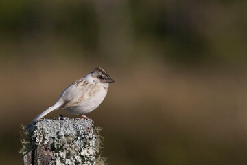 Leucustic Rufous-collared Sparrow, Zonotrichia capensis, lacks pigmentation