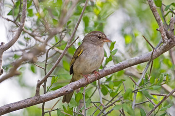 Obraz premium Olive Sparrow, Arremonops rufivirgatus, perched in tree