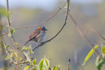 Rufous-collared Sparrow, Zonotrichia capensis, perched on a small vine