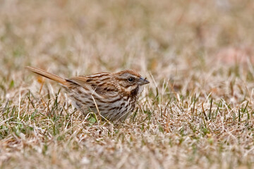 Song Sparrow, Melospiza melodia, resting on the ground