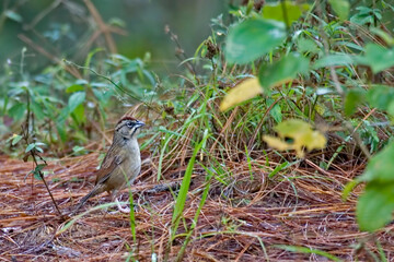 Rusty Sparrow, Aimophila rufescens, resting on the ground
