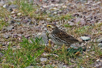 Fototapeta premium Savannah Sparrow, Passerculus sandwichensis labradorius, subspecies found in Newfoundland