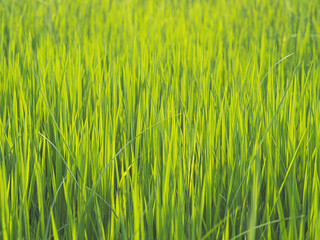Obraz premium Green rice fields plant at farm