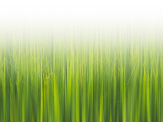 Green rice fields plant with blurred motion and white space.