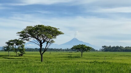 The stunning view of Nanggulan rice fields on the outskirts of Yogyakarta, Indonesia, is an...