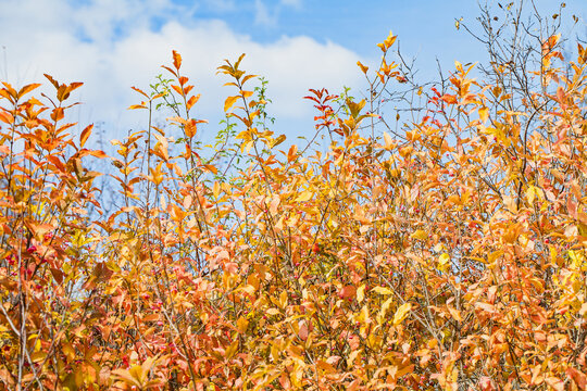 Beautiful autumn rural scene