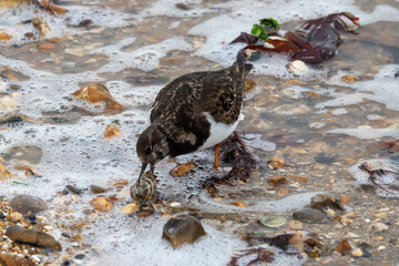 turnstone with a clam shell in his beak