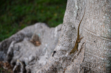 Wild wood tropical texture aged in Miami with lizard
