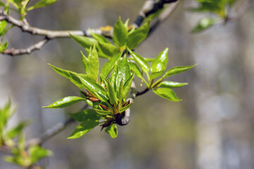 The blossoming poplar branch with green leaves and flower buds. Close-up view, selective focus, blurred background, copy space for text. Wildlife or spring awakening concept