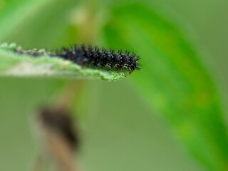Closeup of a black caterpillar head balancing on end of leaf in Vilcabamba, Ecuador.