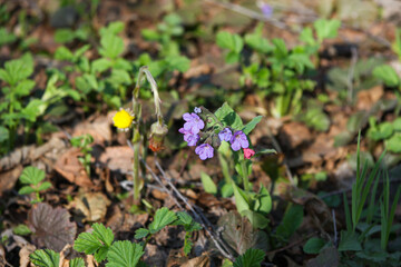 Blooming pulmonaria, lungwort in a sunlight. Beautiful bright violet flowers of a medunica. Spring blossom background