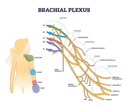 Brachial plexus structure as isolated shoulder nerves network outline concept. Labeled educational detailed anatomical description scheme with trunks, divisions, cords and branches vector illustration