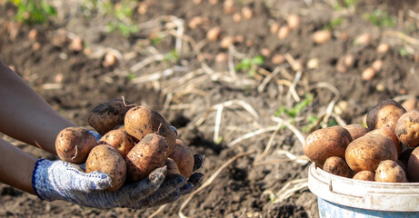 Organic vegetables. Farmers hands with freshly picked vegetables. Fresh bio potatoes.
