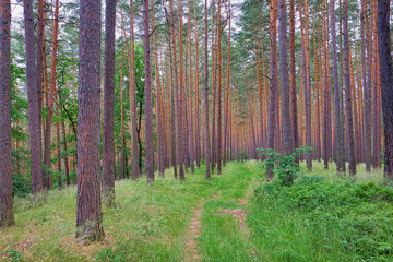 Waldweg mit Baum und Bäume in Thüringen, Deutschland