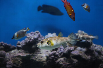 spotted puffer fish in an aquarium underwater